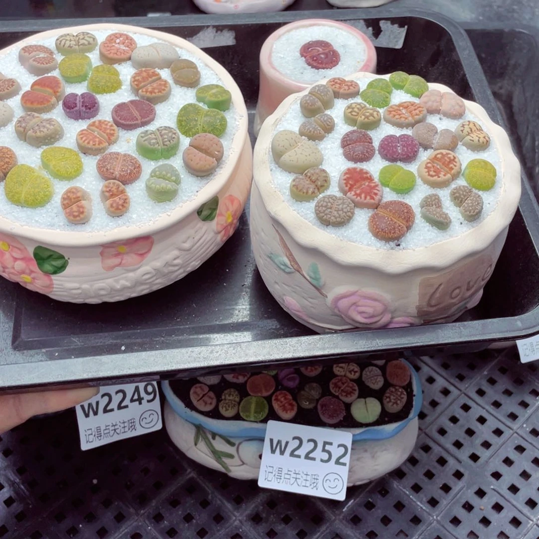 紫**铃w2255 带盆土发货一物一拍