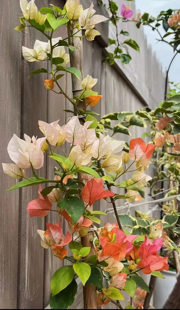 【橙口红】三角梅橙红粉红渐变花期长室内外好养花卉勤开花盆栽