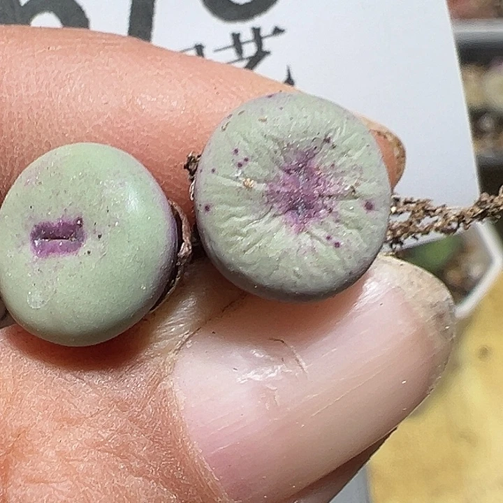 676号小红嘴2个xyxyxyxyxyxy