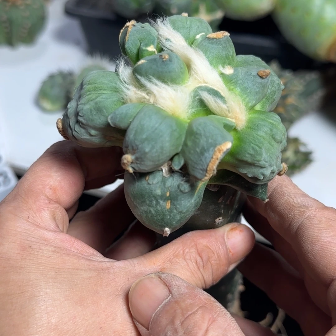 无花朵蝴蝶叉尤连瓷8.5厘米