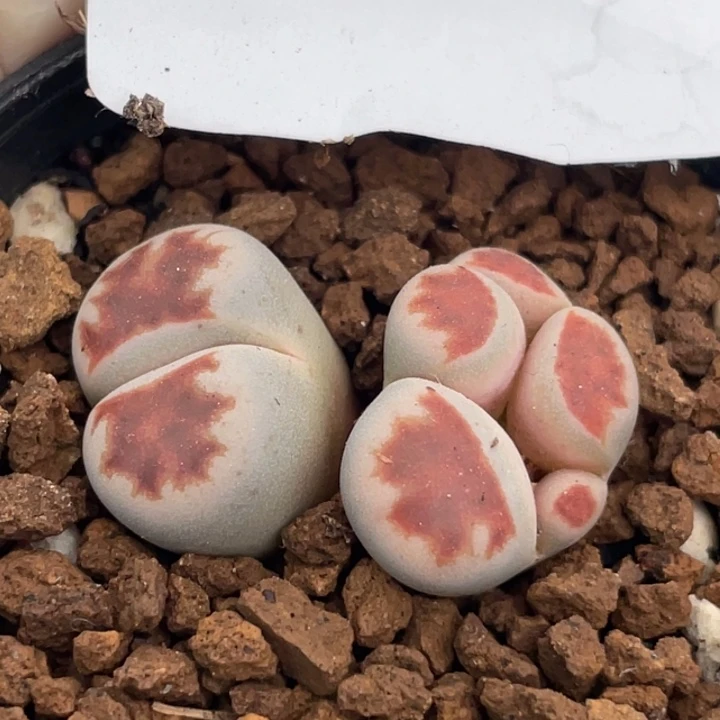 688多肉红窗玉缀化