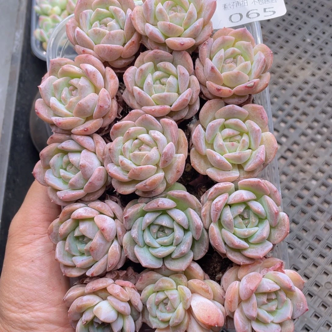 云糖心多肉植物65