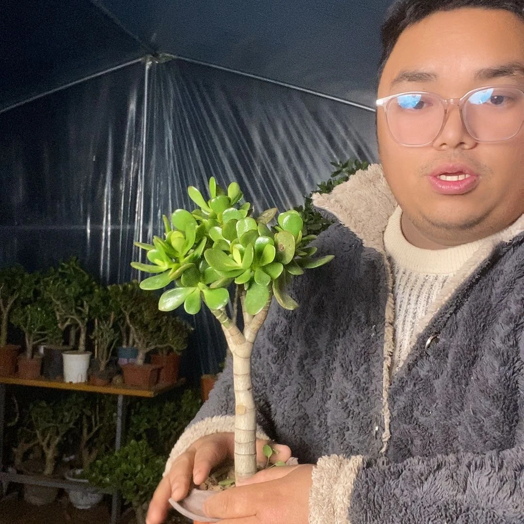 ๓***๓当前无花栽培后可以开花