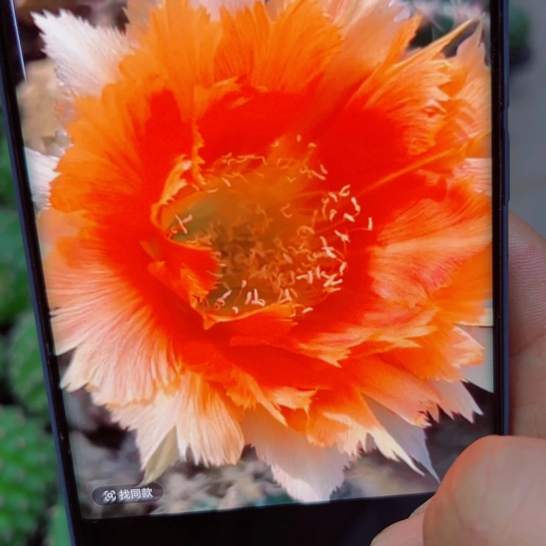 下40彩草魔羽歪无根侧芽4公分左右20 包邮