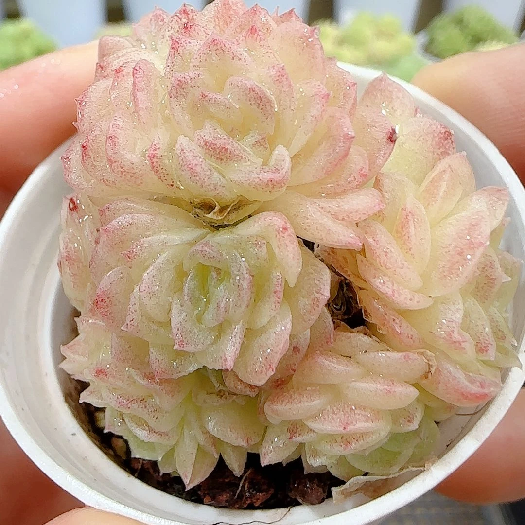 【闪购商品】0926-11珠光麦杆