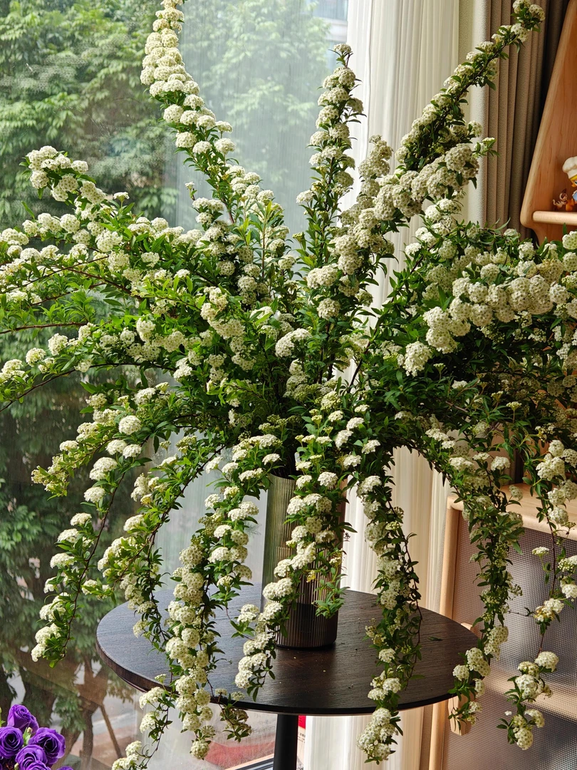 高品质小手球鲜花耐养花期长水培鲜花