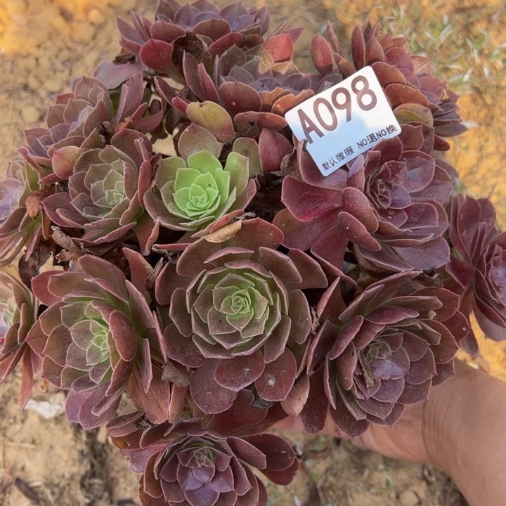 黑魔多肉植物098.