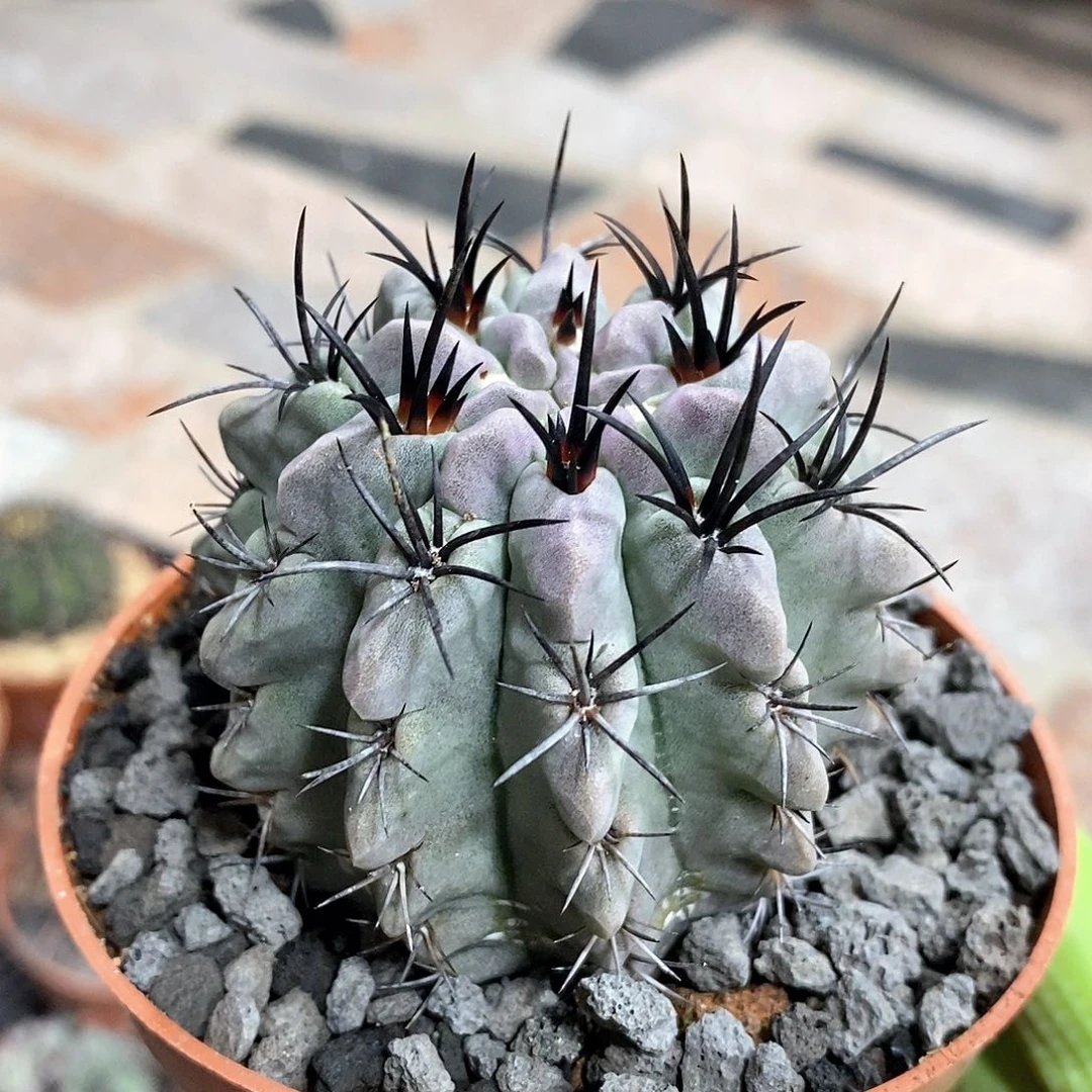 实生欧系白肌素庄玉仙人球