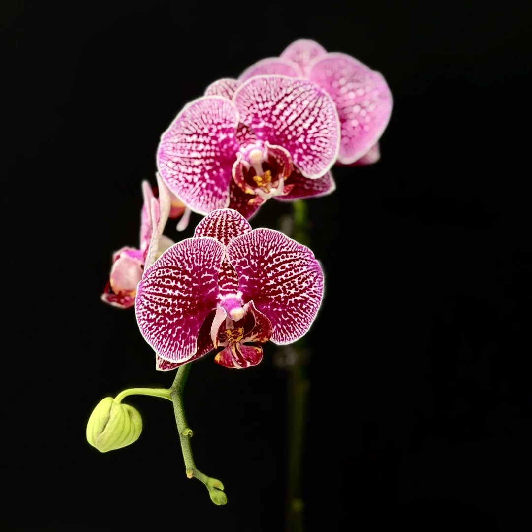 明兰花卉（东方美人）3.0寸带花带花苞杯发货AA