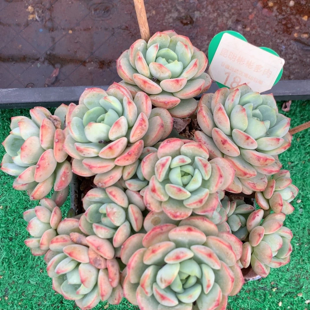 香草老桩无砍平头184