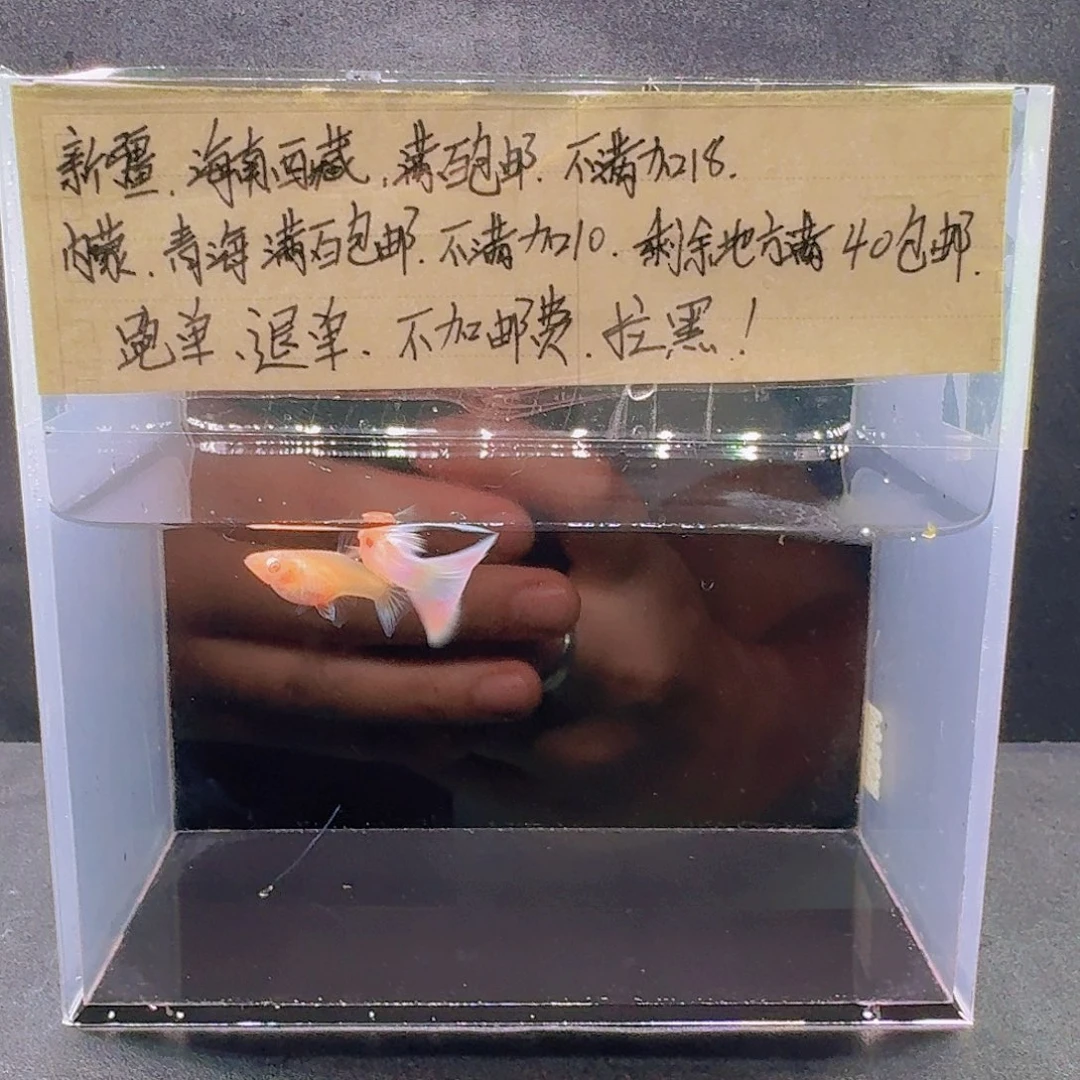 孔雀鱼天使彩虹一对