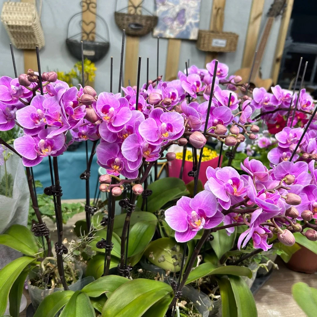 蝴蝶兰骄阳29带花带花苞发货