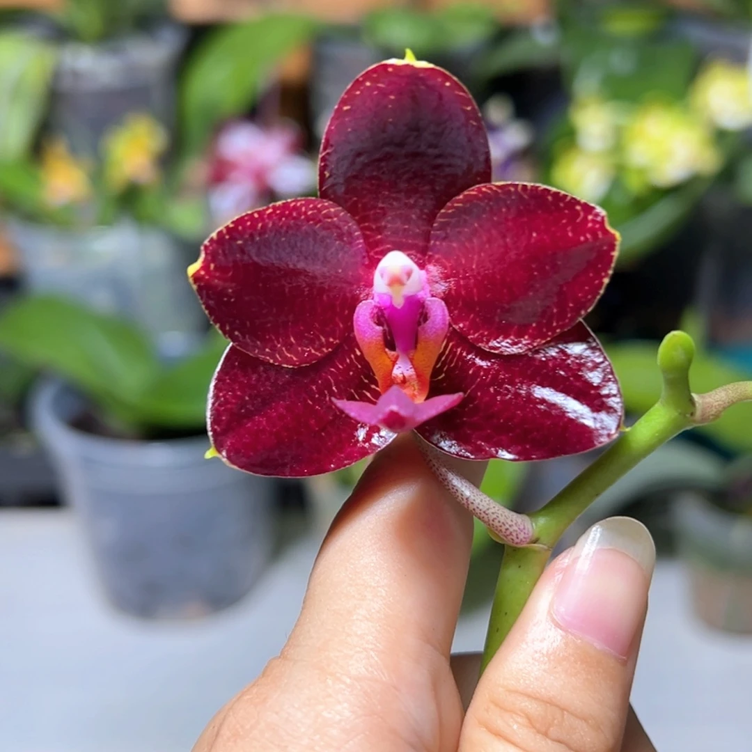 大部分开放少量花苞弥陀国王