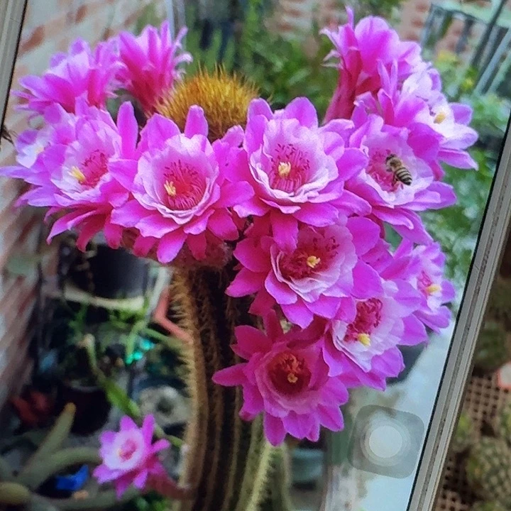 奥拓侧芽高7公分金妞