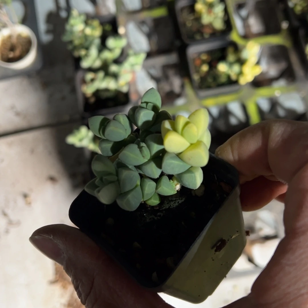 鹿角海棠锦55杯老桩