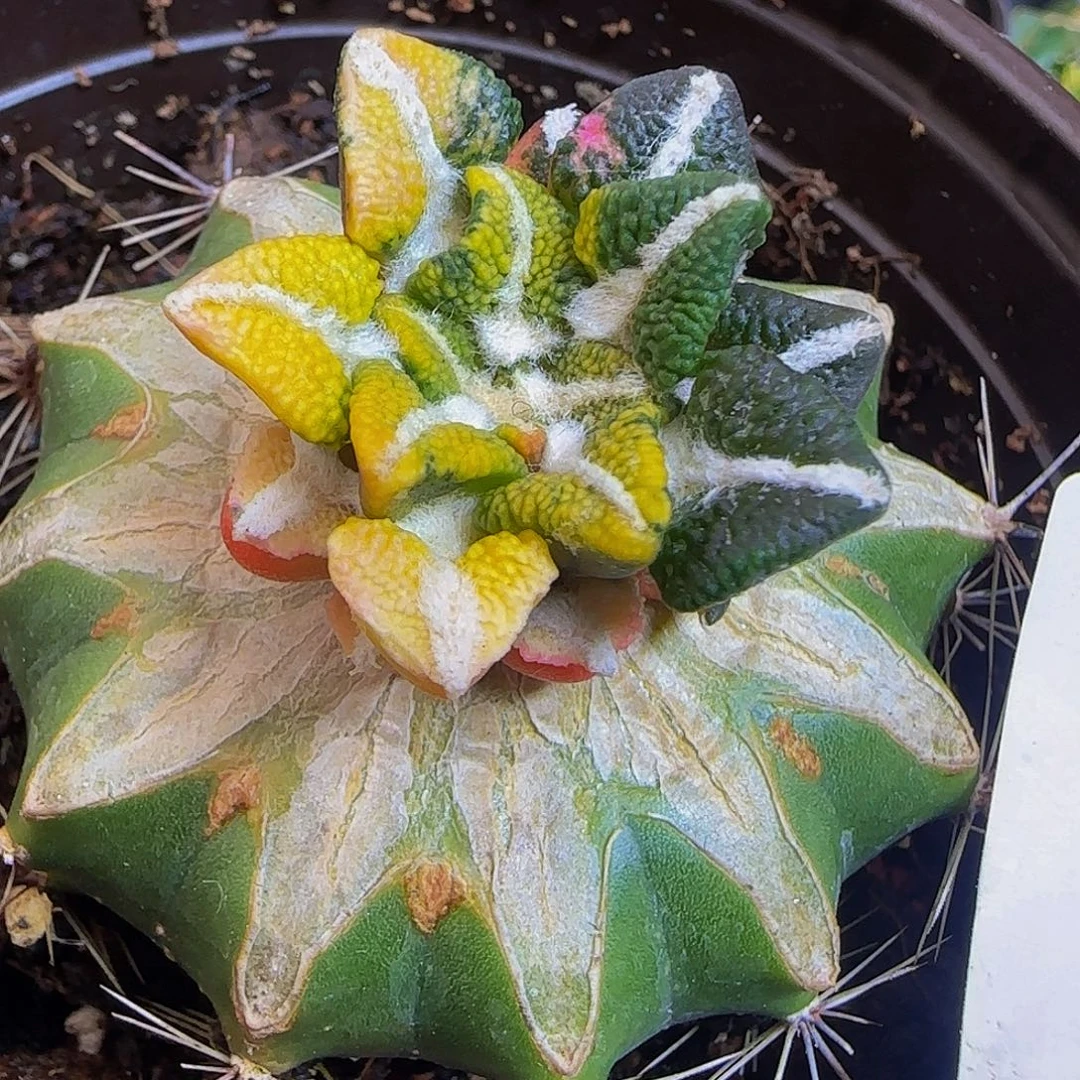 顽***夫大尤黑锦587仙人球