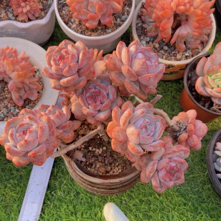 兔兔 嫁接星影老桩模特款