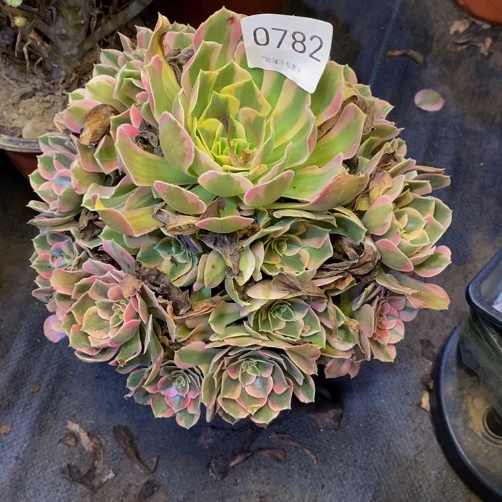 妖月多肉断头不包0732