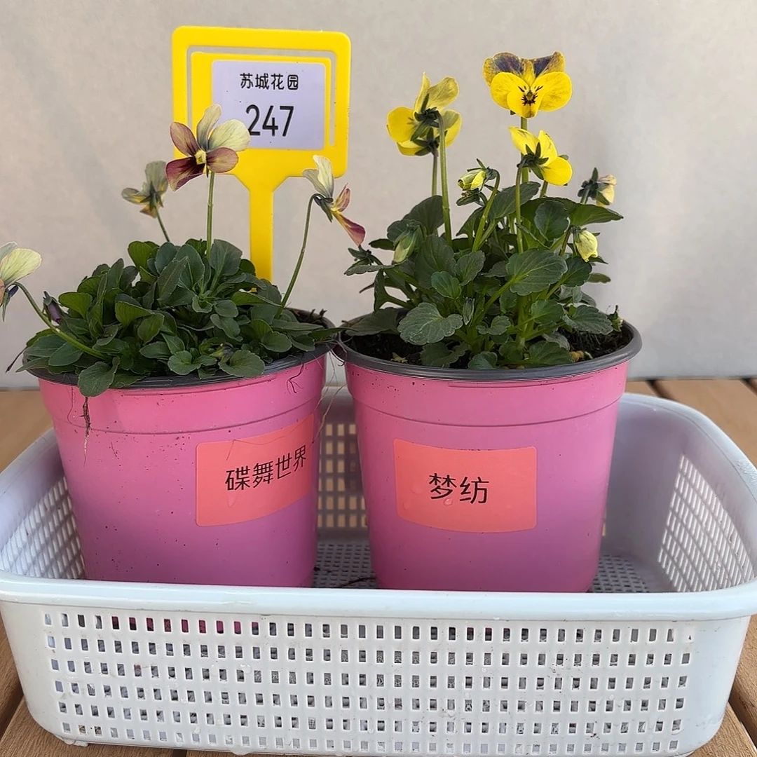 大部分开放少量花苞247