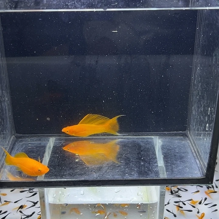 琪***王海水鱼淡水金玛丽2条