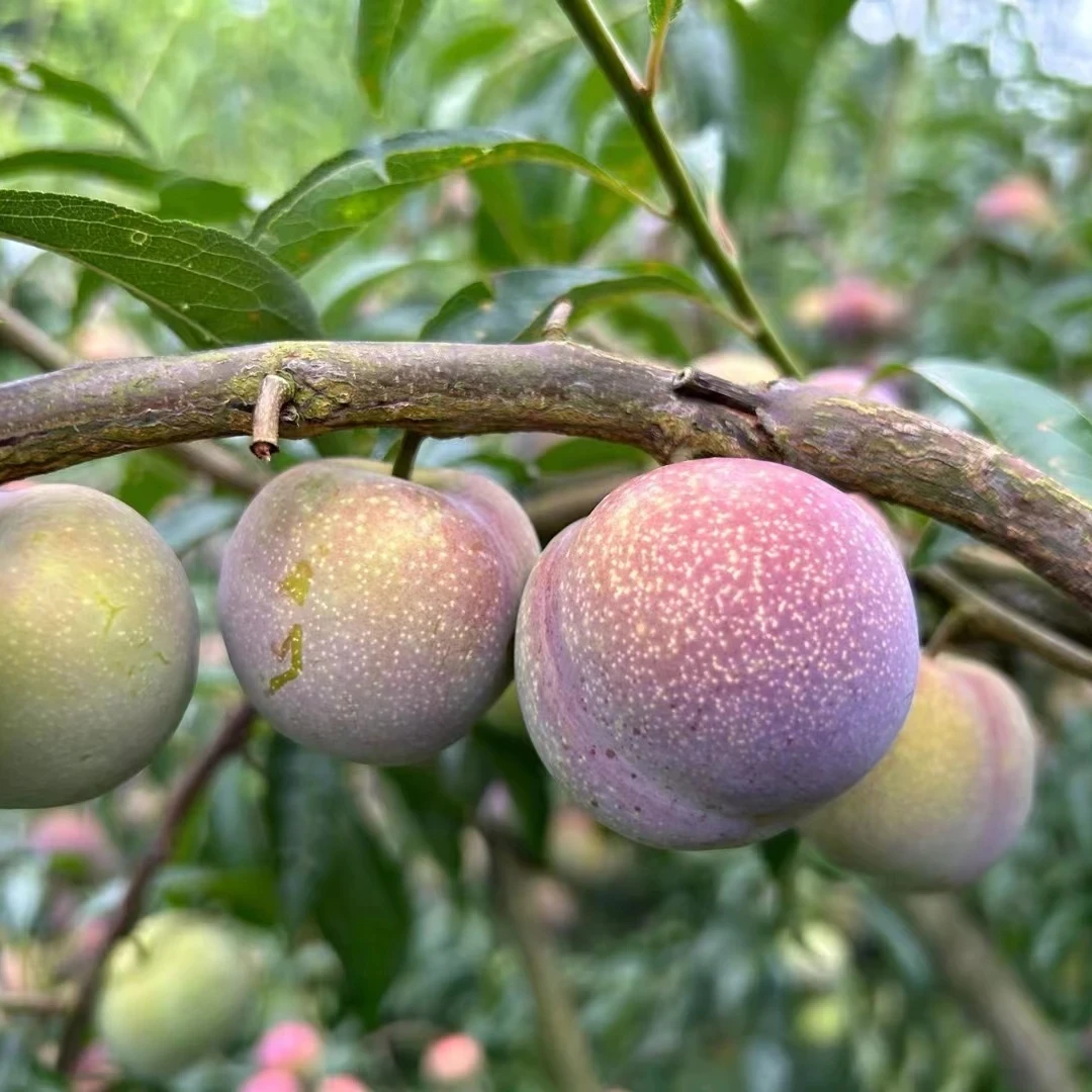 正宗绥江半边红脱骨李子新鲜现摘脆甜多汁产地直发脆甜爽口