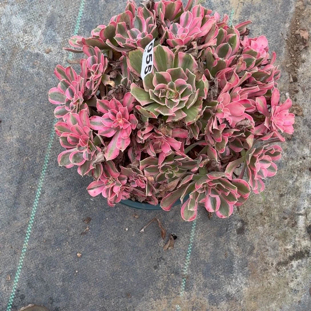 055男神多肉植物发货
