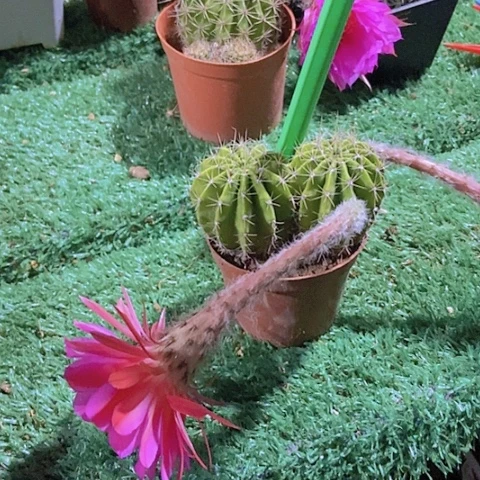 醉***红仙人掌彩草A0 0 61