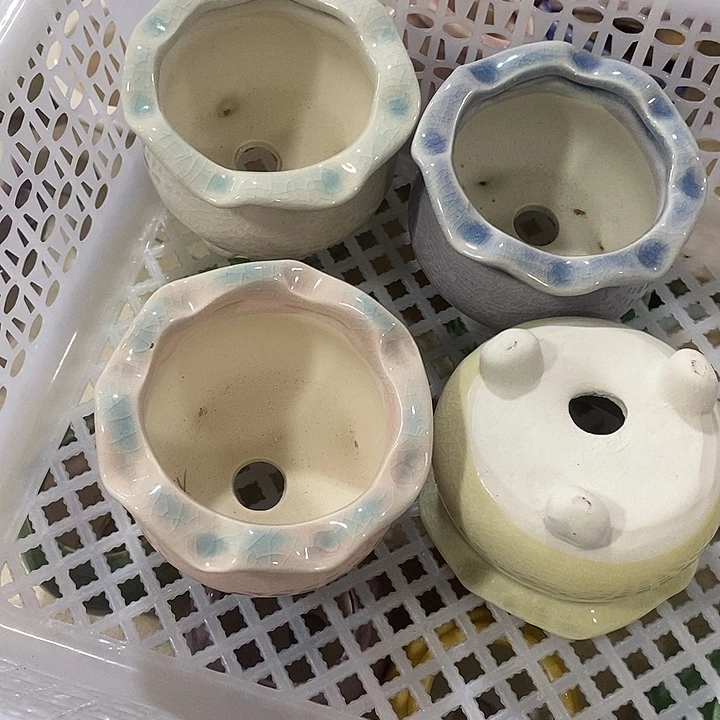 花盆抢购清货马上开始