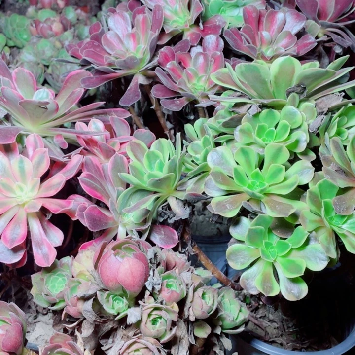 多肉植物组合200