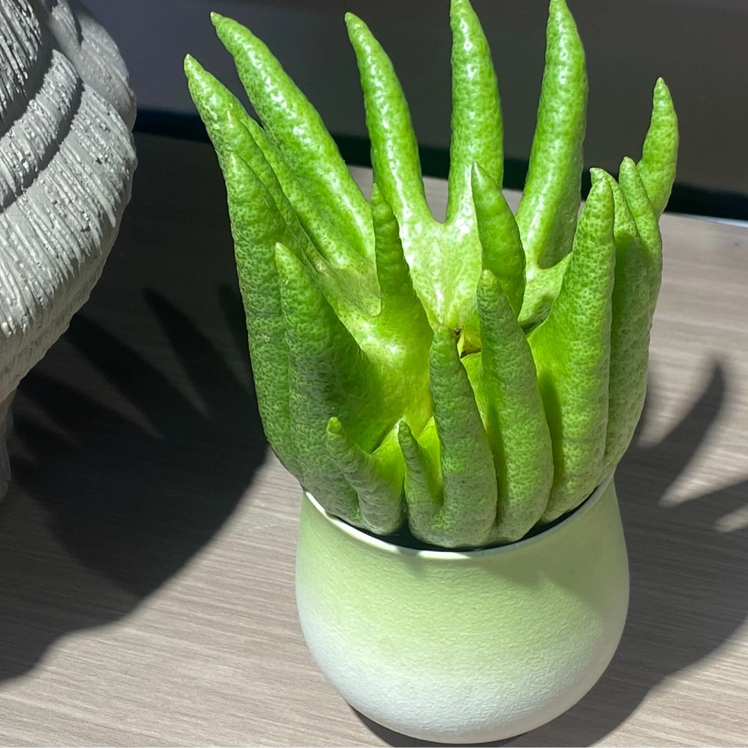 云南普洱墨江通关精品特产观赏佛手果