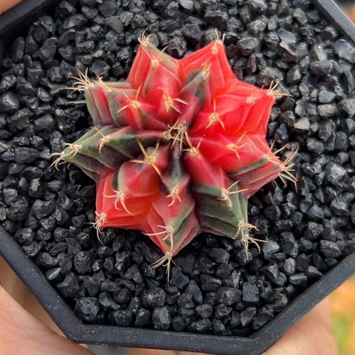 泰国米哈仙人球实生