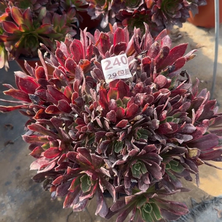 240赤霞飞……多肉植物的