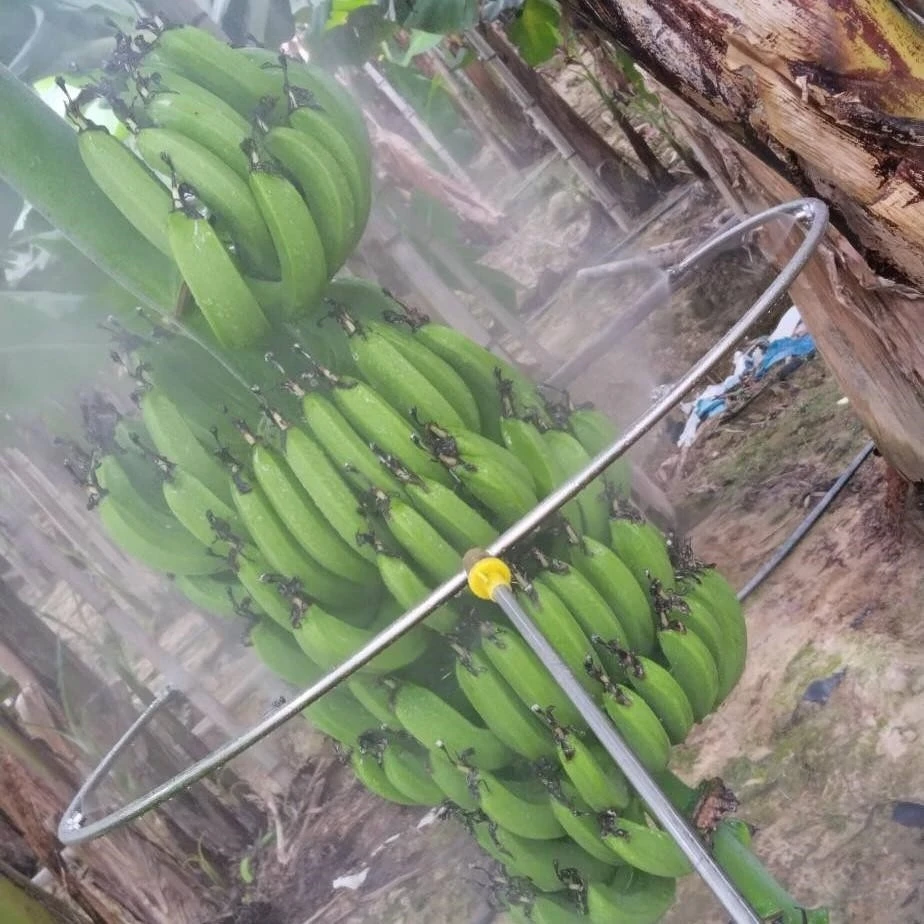 环形开口喷头膨胀香蕉猕猴桃百香果黄瓜圣女果喷雾器大号儿童车