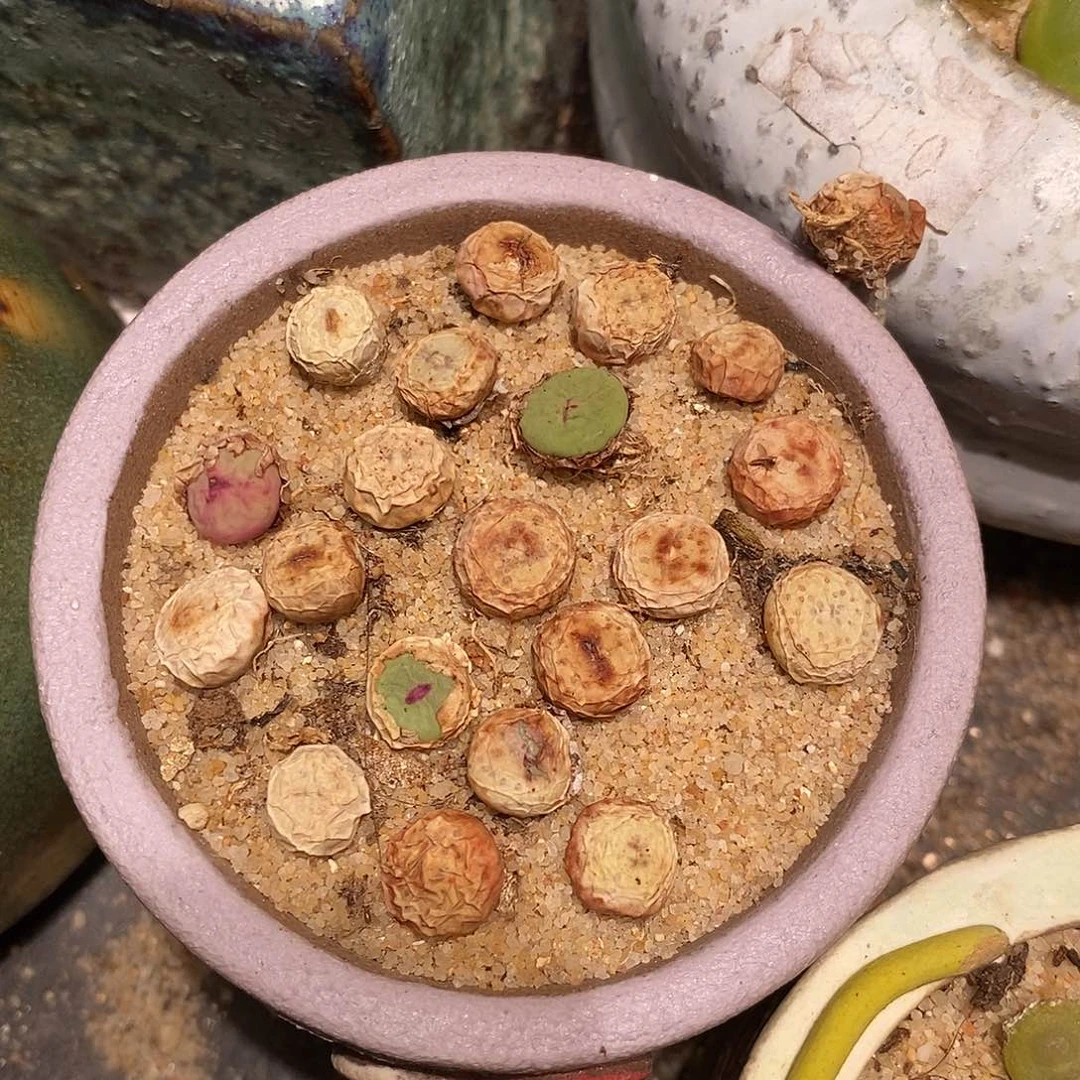 1380小红嘴两颗。