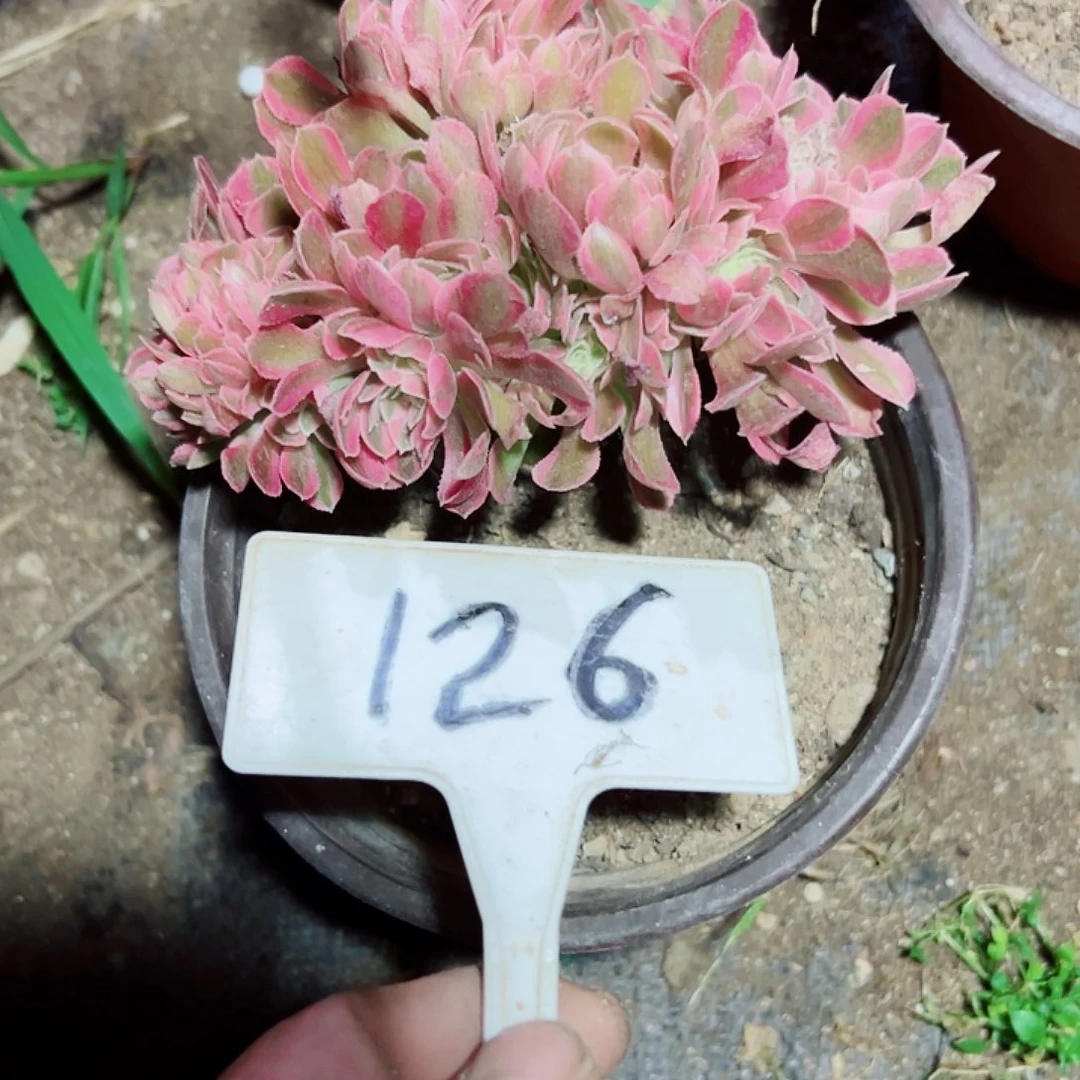 爱***正多肉植物粉女巫缀花花
