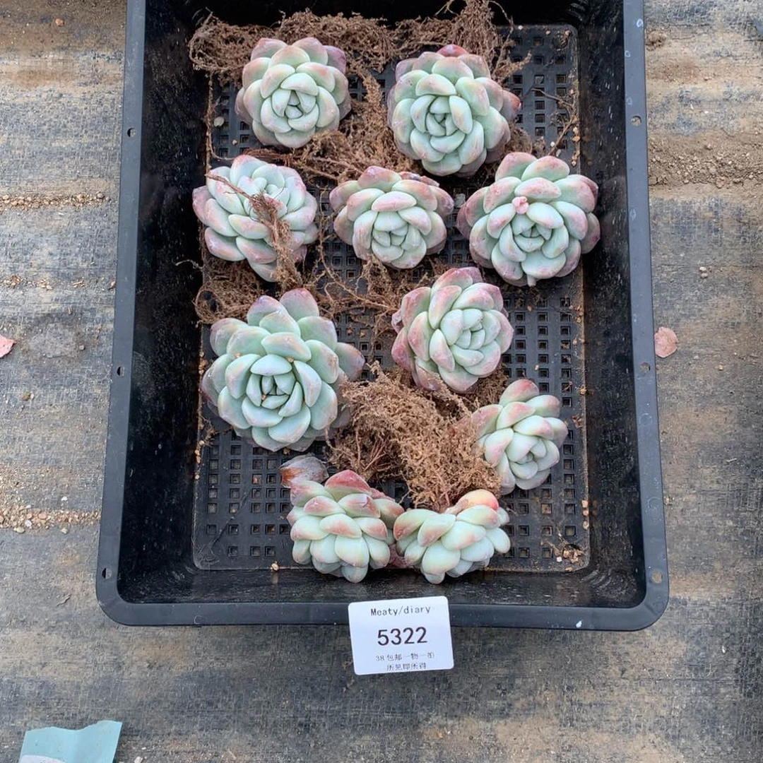 小***嫣5322冰玉单头5到7厘米10颗