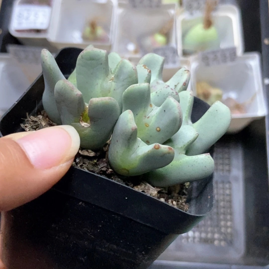 8260一盒七方少将有疤