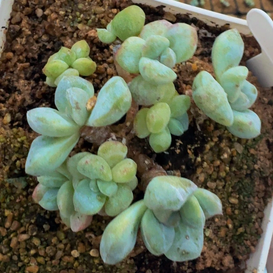 今***播一物一拍不退不换