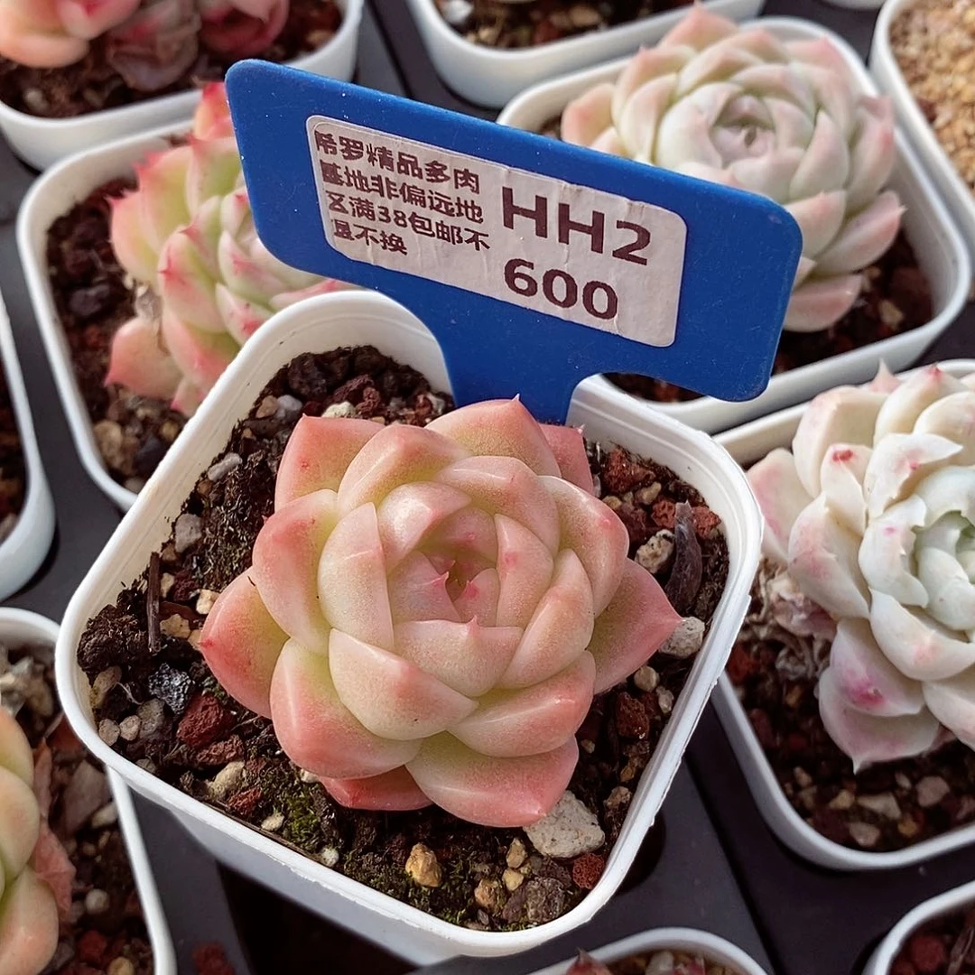 .*子麦秆5-6cm多肉植物