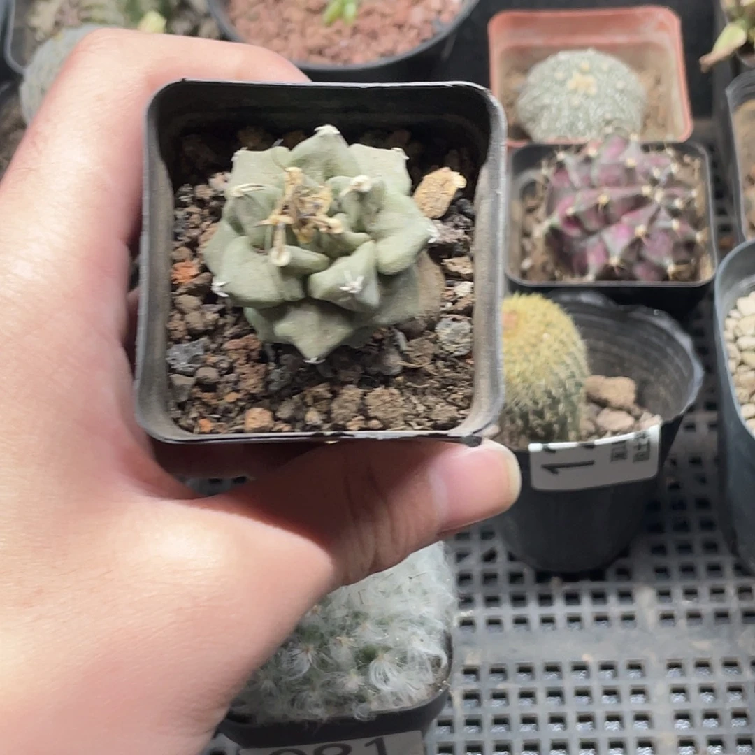 906赤花娇丽（满18包邮）