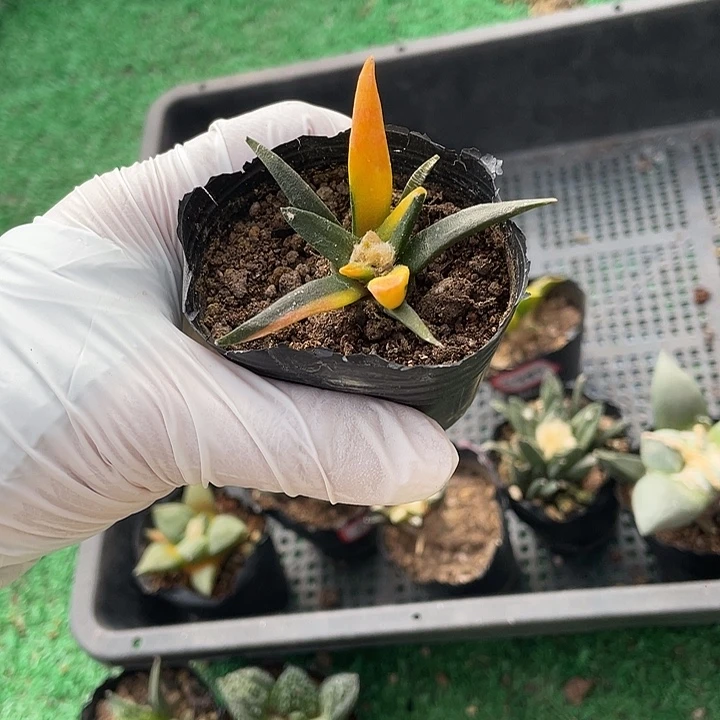 实生龙舌兰锦特价