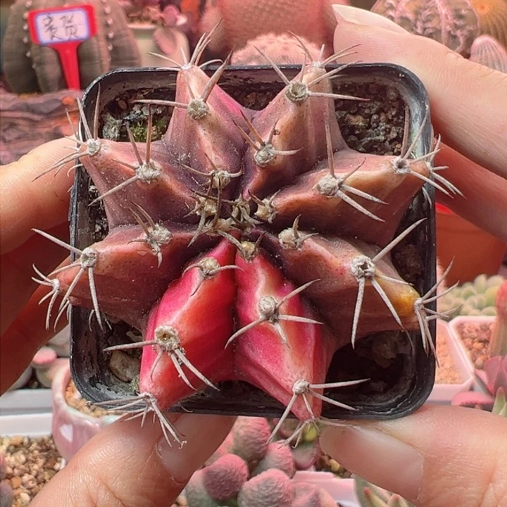 有时间过来拿嘛亲们在