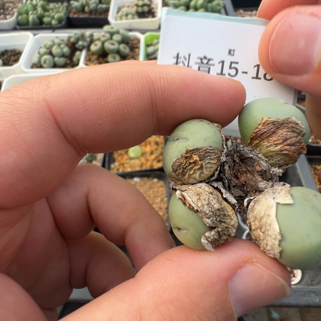 花****15-180肉锥多肉植物