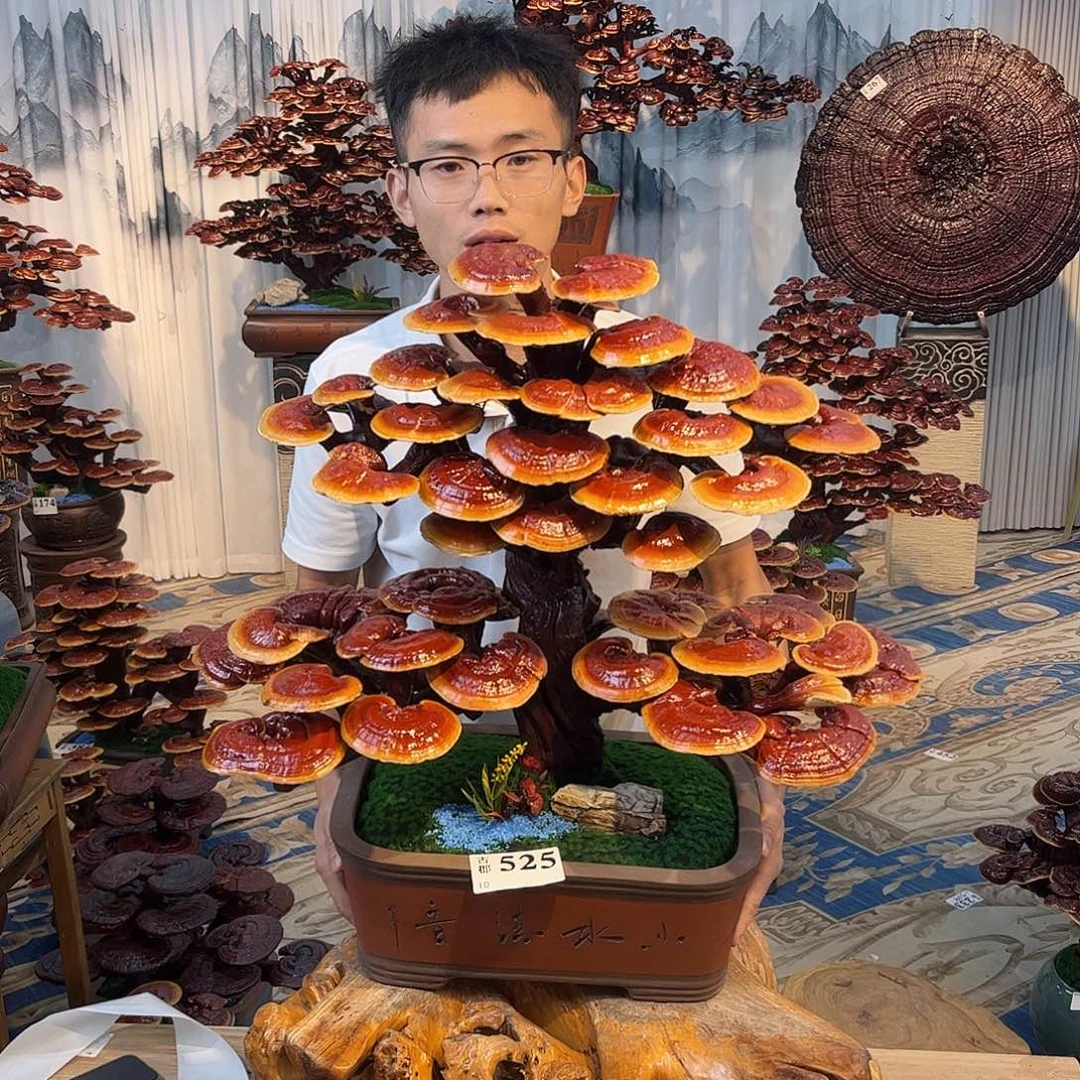 无花朵888888888888