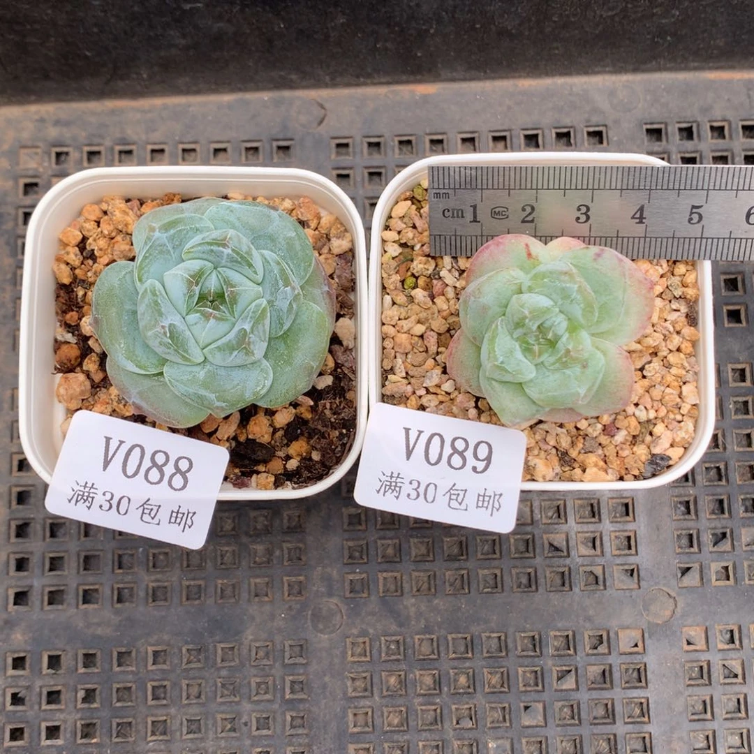 七***琪两颗。翡翠冰玉+石化冰玉。