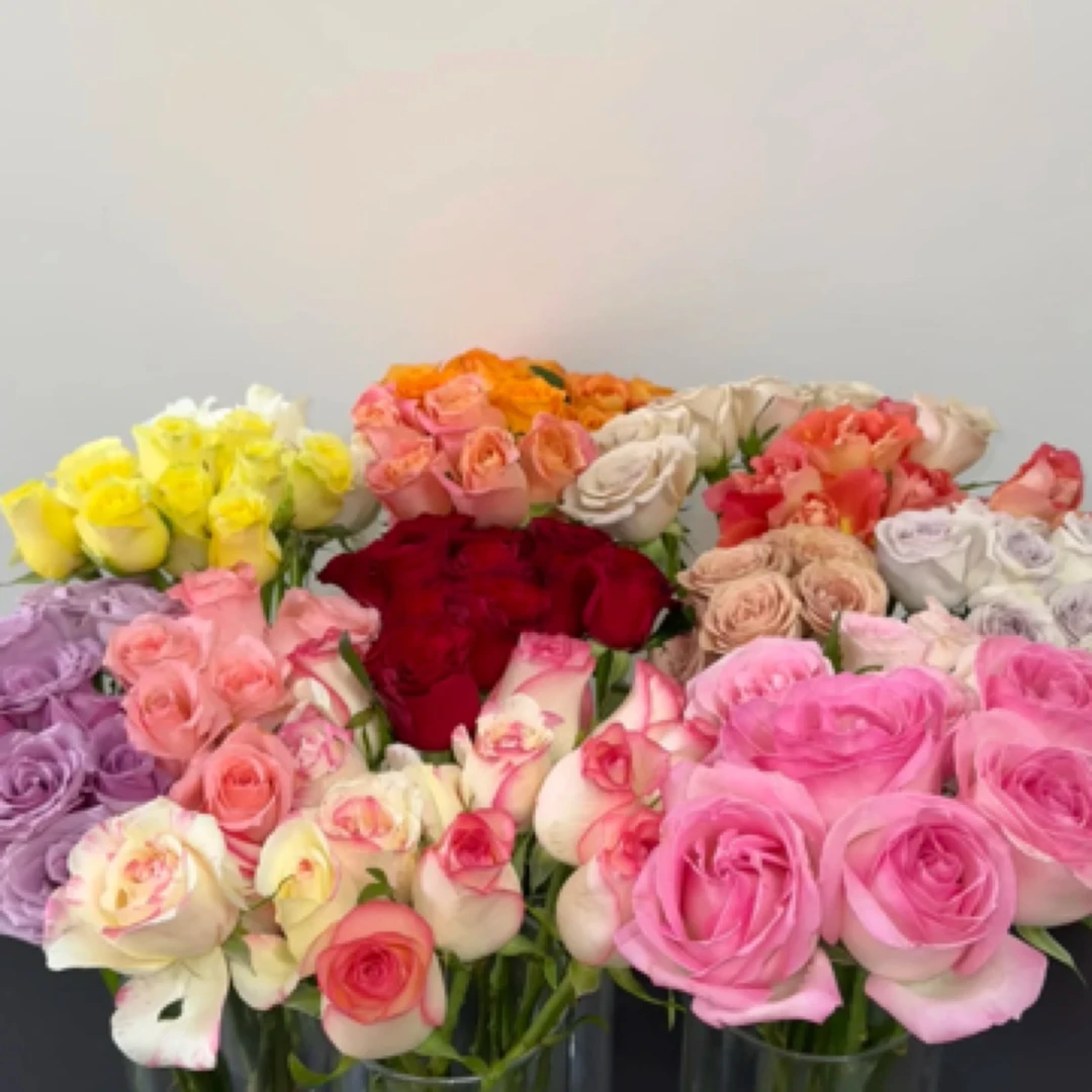 随机无土栽培小短腿玫瑰50支顺丰包邮