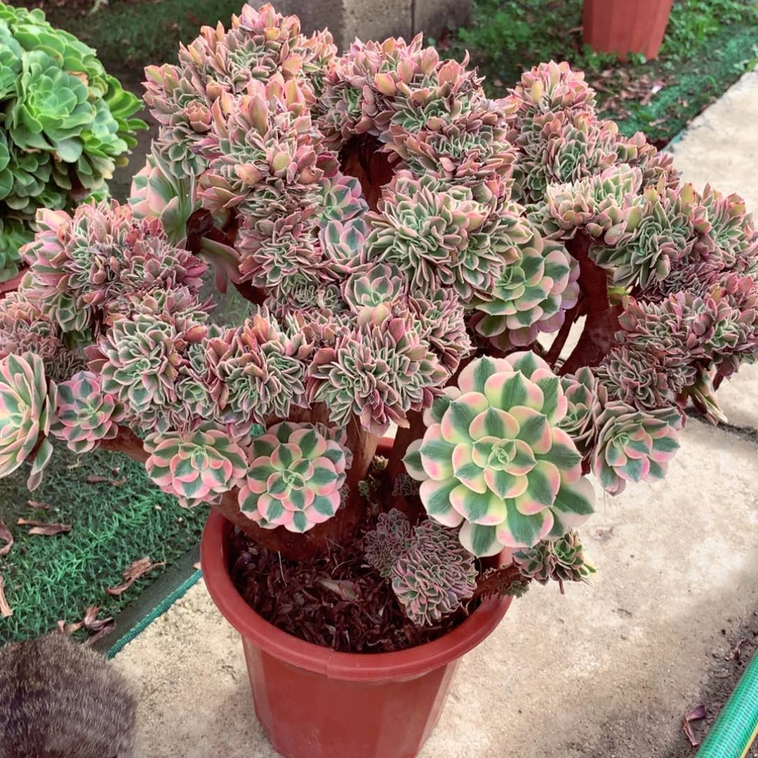 大颗女郎缀，多肉植物