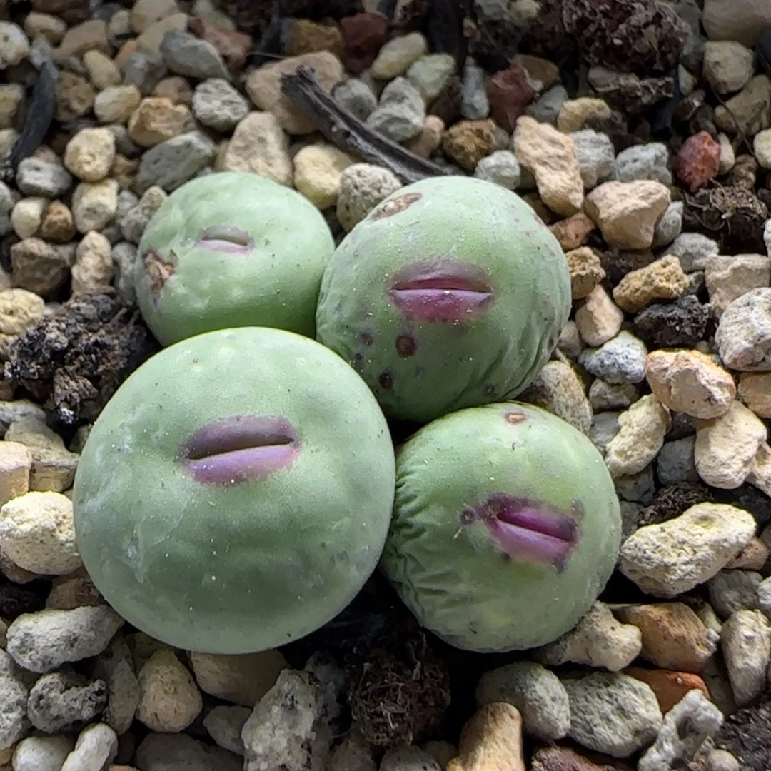 8-2-5-6当天满38包邮清货玻尿酸厚嘴脱土