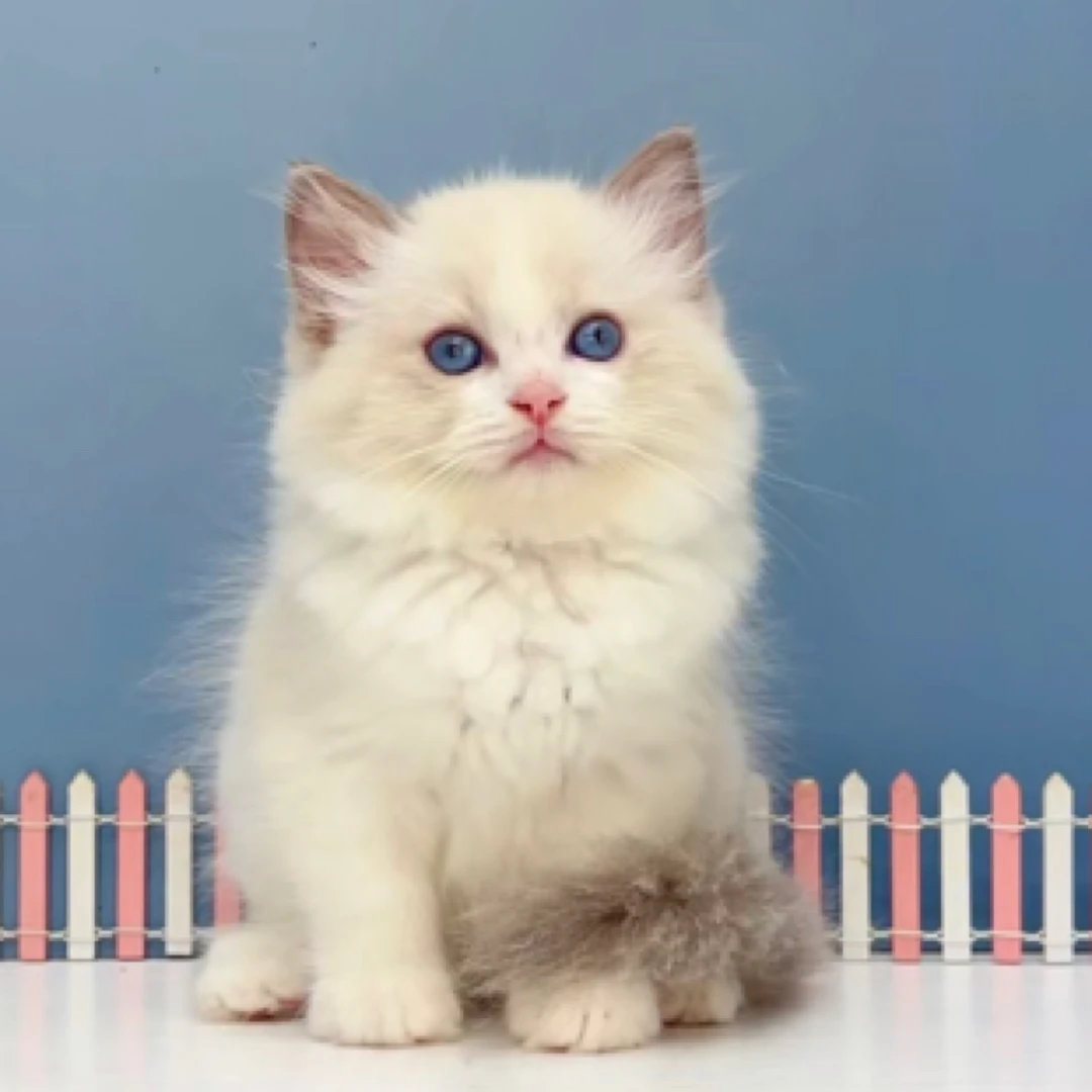 活体宠物猫幼猫布偶猫现货实拍