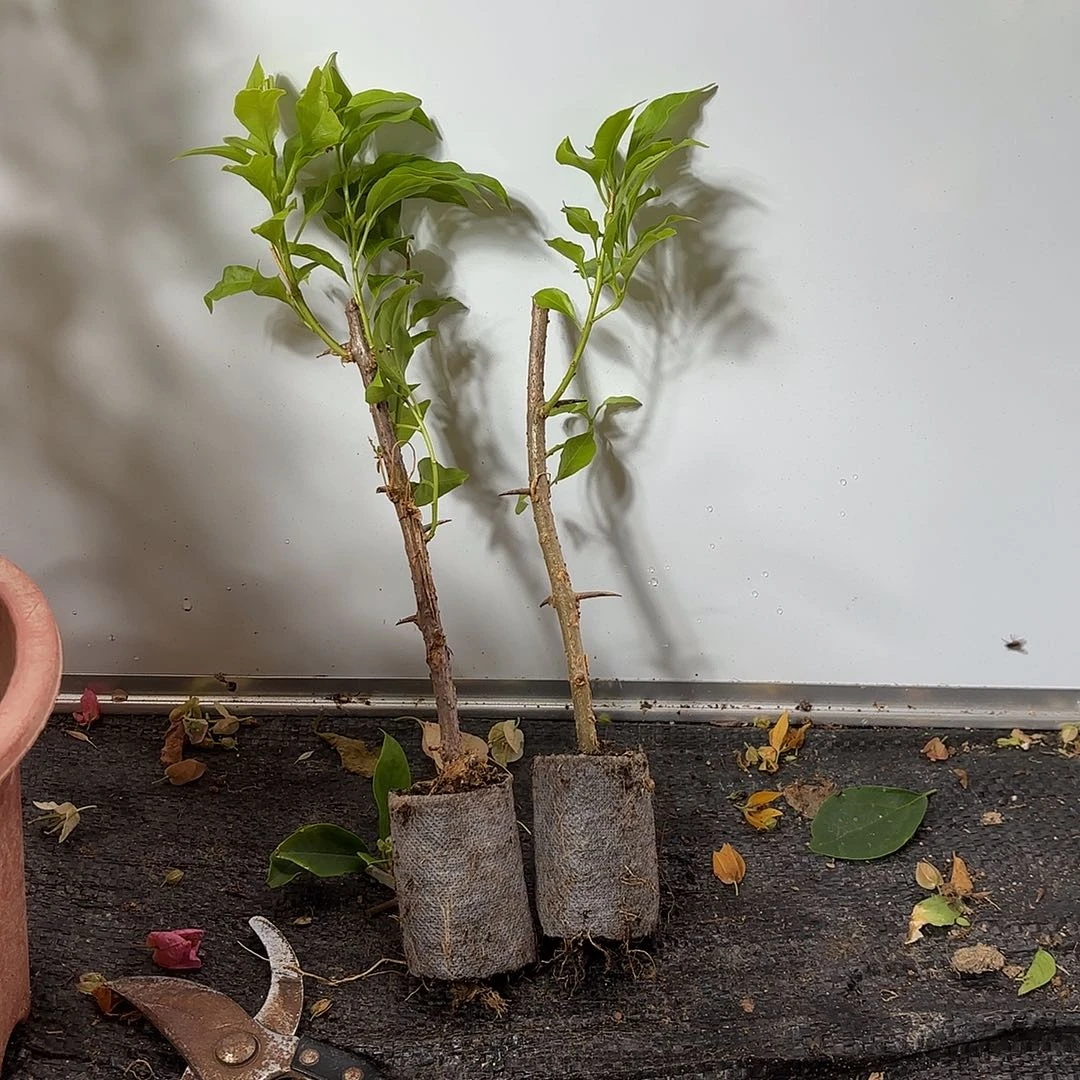青***当前无花栽培后可以开花袋苗盲盒两颗